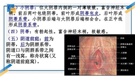 女 生殖器|女性の生殖器系の概要